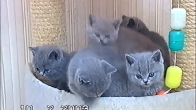 Воспоминания 2003. Британские плюшевые котята из питомника Silvery Snow г.Москва