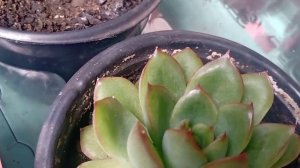 Echeveria Pullidonis e Agavoide Estrela