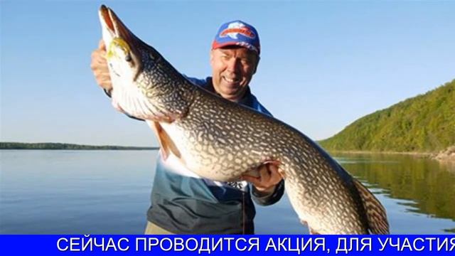 Fish Hunt Цена смотреть онлайн