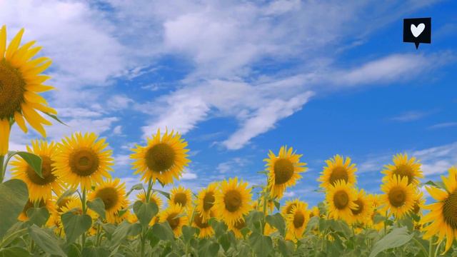 5 Fast Blooming Flowers for Front of Your House 🏡 смотреть онлайн