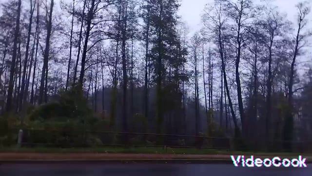 На работу вместе)))#жизньвбеловежскойпуще#пучковалюдмила смотреть онлайн