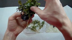 БУЦЕФАЛАНДРЫ НА КОРЯЖКАХ!!!