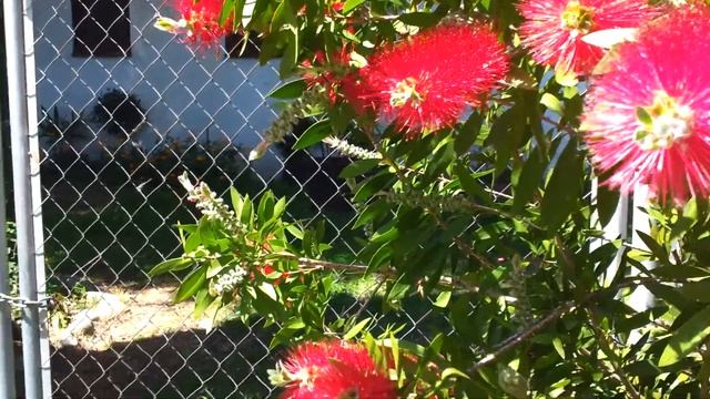 Callistemon citrinus - bees - Australian bottlebrush смотреть онлайн