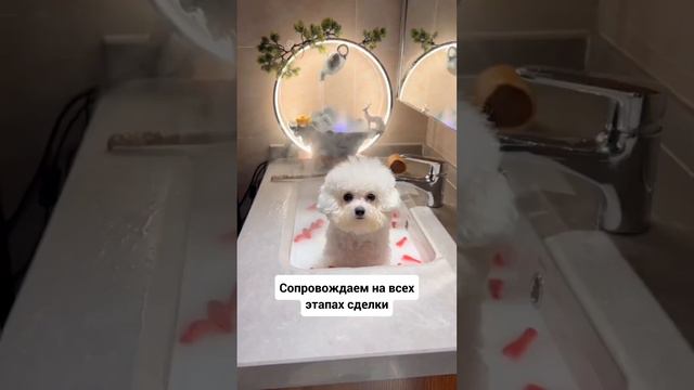 Ипотека на релаксе 😎 #дзенриелтор #купитьквартирувкраснодаре  #ипотекакраснодар