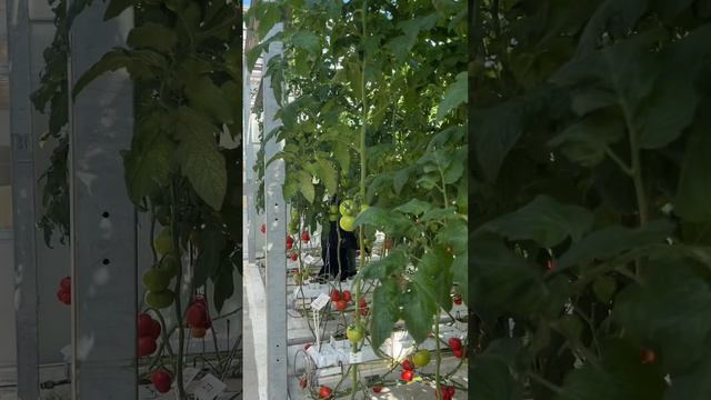 УРОЖАЙНОСТЬ ТОМАТОВ. КАК ПОЛУЧИТЬ ЕЩЕ БОЛЬШЕ.