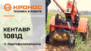 Обзор: Мотоблок Кентавр 1081Д (Toyokawa) с картофелекопалкой в работе