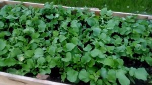 Выращивание редиса на высокой грядке