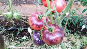 Томат Дорога Скотдейл (Scotsdale Road).