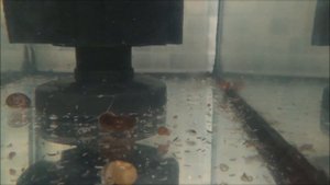 В гостях у Akva Joni.