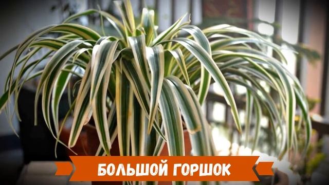 Почему не цветет хлорофитум? Основные причины