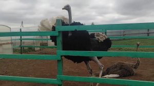 Страус Африканский, #жизнь на ферме, без фильтров