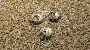 10.000 mealworms vs bird eggs