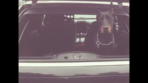 Три Кита - Вес