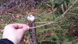 Сломалась ель на участке, что делать?