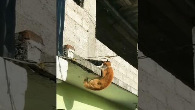 Остросюжетный кототриллер ?