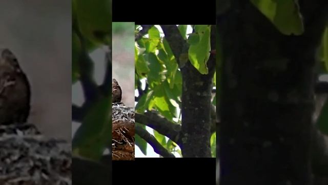 Ручей в лесу, фото, шум воды, пение лесных птиц, звуки леса для сна