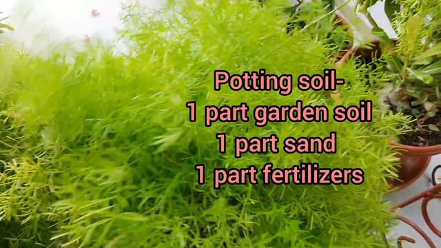 Asparagus fern care outdoor/शतावरी/shatavari plant care and propagation/एस्पेरेगस केअर/