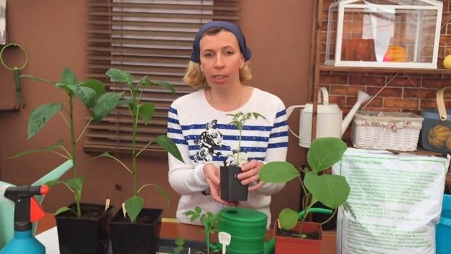 Дневник дачника от 2 апреля 2017 смотреть онлайн