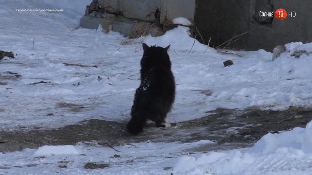 06.02.2018 В Смирных бывшего судебного пристава будут судить за мошенничество смотреть онлайн