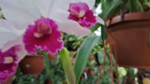 Cattleya labiata 'September Mist'