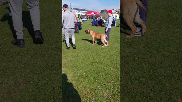 EXPOZITIE CANINA 2️⃣0️⃣2️⃣3️⃣ LA CREVEDIA ILFOV |  C.A.C. SI C.A.C.I.B. | PRESA CANARIO