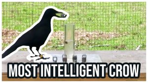 Most Intelligent Crow In The World.mp4