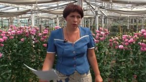 Как выращивают цветы в теплицах