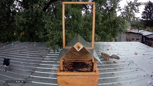 Конкурент #живая природа смотреть онлайн