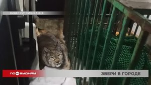 Рысь поймали во Втором Иркутске