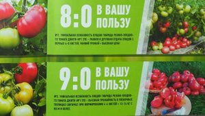 Томат розовый ПИНК МАРГАРИ F1 (ДЖИТИ-ИР-1)