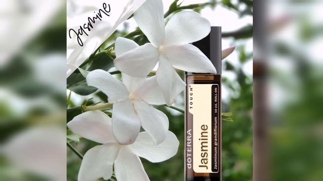 Жасмін смотреть онлайн