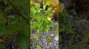 Morden Sunrise Rose First Buds and Blooms