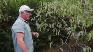 Pruning Fruit Trees In Autumn