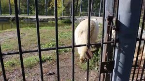 Белая медведица Забава......Polar bear Zabava.....19.09.2020 г