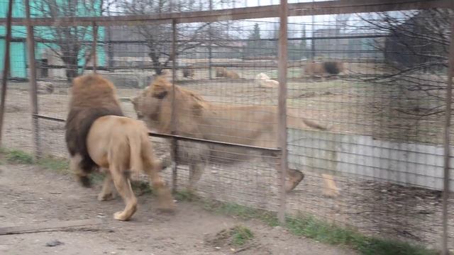 Тайган люська новый. Люська гамадрил Тайган. Люська гамадрил Тайган ютуб. Степка гамадрил без трусов Тайган новое видео.