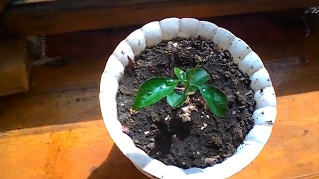 Как вырастить апельсин в домашних условиях? смотреть онлайн