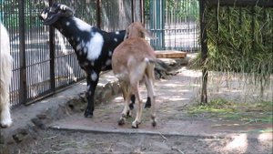 Нубийские козы, валлийский черношейный козёл, карликовые овцы и камерунские козы 23.06.2022