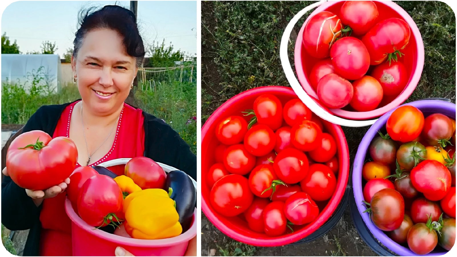 Посадка помидор в марте 2024 г. Сажаем семена томатов. Оренбургские помидоры. Сеем томаты на рассаду. Томат Саня рассада.