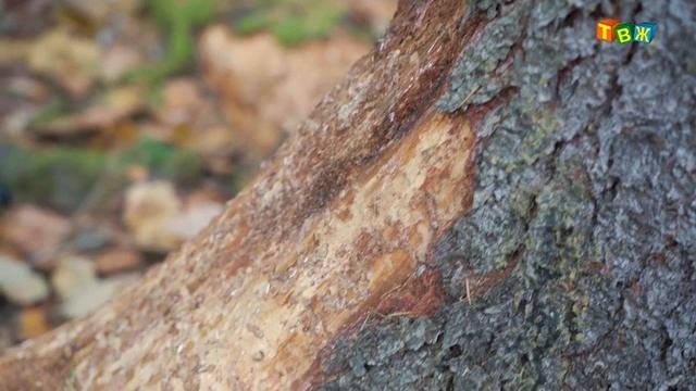 Короеды и декарбонизация