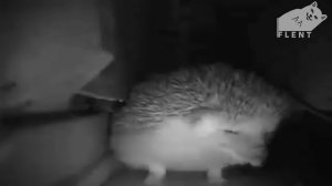 ежик чихнул все начали падать ?