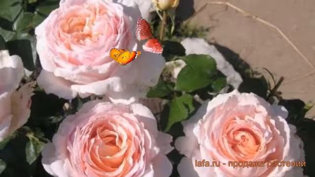 Роза чайно-гибридная Андре Ле Нотре (Rose Andre Le Notre) ? обзор: как сажать, саженцы розы смотреть онлайн