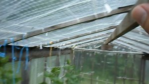 КОГДА ДЕЛАТЬ ПРИЩИПКУ У ОГУРЦОВ. КОГДА И ЗАЧЕМ ПРИЩИПЫВАТЬ ОГУРЧИКИ.