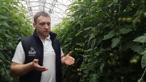Подкормки томатов. Чем подкормить томаты на стадии рассады, посадки и во время цветения.