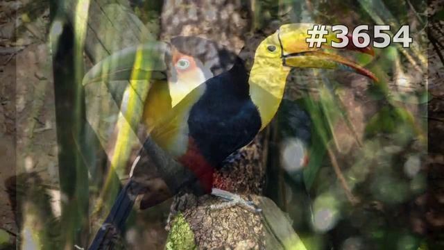 #3654. Туканы (В мире животных) смотреть онлайн