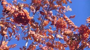 РЯБИНА РЯБИНУШКА ??? КРАСИВЫЙ ВИДЕОФОН ДЛЯ ВИДЕОМОНТАЖА ??? ФУТАЖ ДЛЯ ВИДЕОМОНТАЖА???