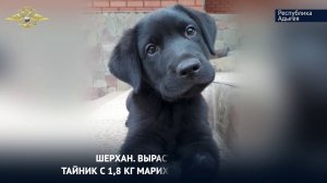 МВД России выпустило ко Дню кинологической службы видеоролик о подвигах собак и их хозяев