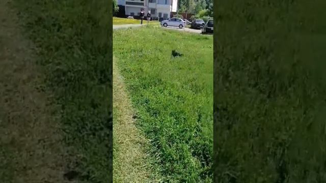 Китайская хохлатая собака щенок купить продажа москва питомник