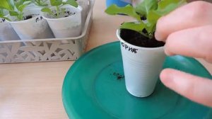 Как, зачем и когда подсыпать землю в рассаду Петунии.