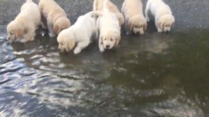 Butternut Goldens -- Some where over the rainbow