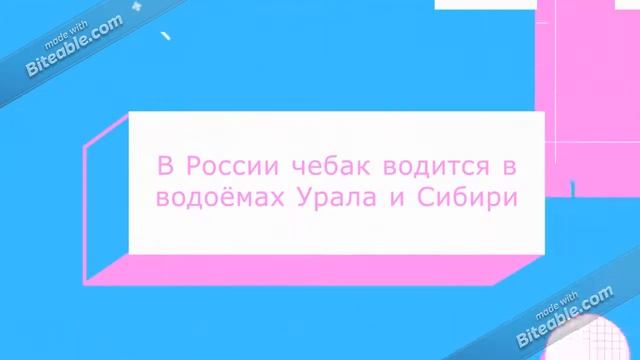Животный мир на букву Ч
